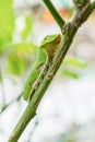 Buttertfly Caterpillar on the tree