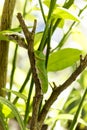 Buttertfly Caterpillar on the tree