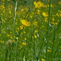 Butterup field, close-up - Ranunculus bulbosus Royalty Free Stock Photo