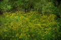 Butterweed in the forest
