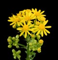 Butterweed, Packera glabella, Isolated