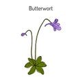 Butterwort pinguicula vulgaris , medicinal plant. Royalty Free Stock Photo