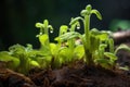 butterwort plant with sticky leaves trapping small insects Royalty Free Stock Photo