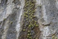 Butterworts, Pinguicula mundi