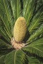 Buttery Yellow Male Sago Palm Cycas Revoluta Flower Royalty Free Stock Photo