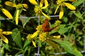 Butteryfly on flower in summer