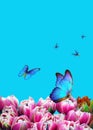 Buttetfly and spring flowers. Pink tulips and blue morpho butterfy. Spring concept. Copy spaces