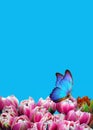 Buttetfly and spring flowers. Pink tulips and blue morpho butterfy. Spring concept. Copy spaces