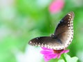 buttfly great eggfly hypolimnas bolina Royalty Free Stock Photo