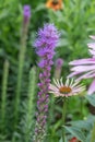 Rough blazing star Liatris aspera, lilac-pink flowers