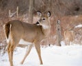 Button Buck Royalty Free Stock Photo