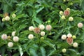 Button bush, or Cepalanthus Occidentalis. Spiky white balls of flowers in a dense spherical inflorescences Royalty Free Stock Photo