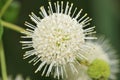Button Bush (Cephalanthus occidentalis) Royalty Free Stock Photo