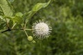 Button Bush Wildflower - Cephalanthus Occidentalis