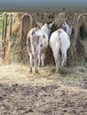 button donkeys eating hay asses cute