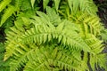 Button fern or Tectaria Cicutaria plant in Saint Gallen in Switzerland Royalty Free Stock Photo