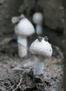 Button Mushroom raising from ground