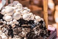 Button mushrooms growing from fungus mycelium at a street food market