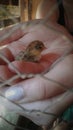 Button quail chick