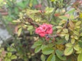 Button Rose flower