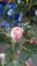 Button of rose in nature Royalty Free Stock Photo