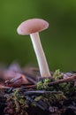 button top mushroom close up Royalty Free Stock Photo