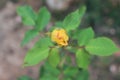 Button of a yellow rose