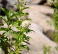 Buttonbush Bloom