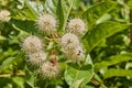 Buttonbush, Cephalanthus occidentalis