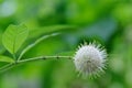 Buttonbush