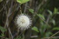 Buttonbush Flower