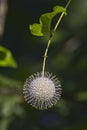 Buttonbush Flower