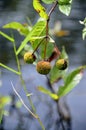 Buttonbush plant