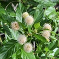 Buttonbush shrub blooms