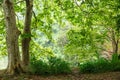 Buttonwood lush growth