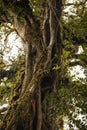 The buttress of Ficus Moraceae tree Royalty Free Stock Photo