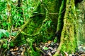 Buttress root of old rainforest tree Royalty Free Stock Photo
