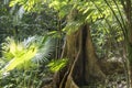 Buttress root in rainforest Royalty Free Stock Photo