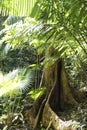 Buttress root in rainforest Royalty Free Stock Photo