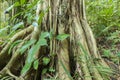 Buttress root on a tree in a rainforest of Andaman islands