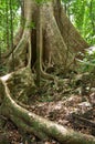 Buttress roots of large tree