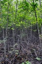 Buttress roots Mangrove plants salt-tolerant trees adapted to live in salt water in a bay Thailand