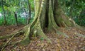 Buttress Roots