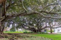 Buttress roots of Moreton Bay fig tree Royalty Free Stock Photo