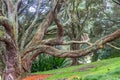 Buttress roots of Moreton Bay fig tree Royalty Free Stock Photo