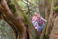 Buttress roots of Moreton Bay fig tree Royalty Free Stock Photo