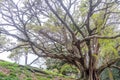 Buttress roots of Moreton Bay fig tree Royalty Free Stock Photo