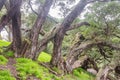 Buttress roots of Moreton Bay fig tree Royalty Free Stock Photo