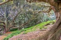 Buttress roots of Moreton Bay fig tree