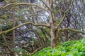 Buttress roots of Moreton Bay fig tree Royalty Free Stock Photo